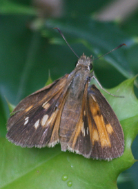 Broad-winged Skipper